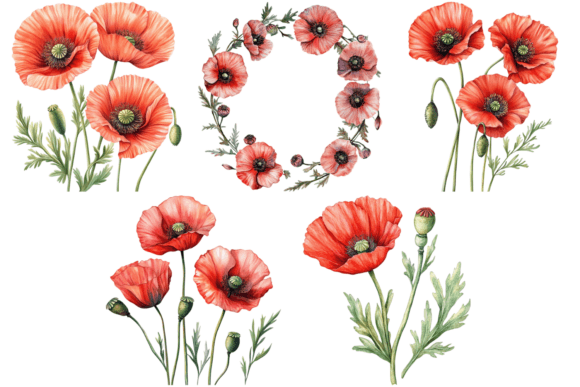 Poppy Flower Watercolor Cliparts